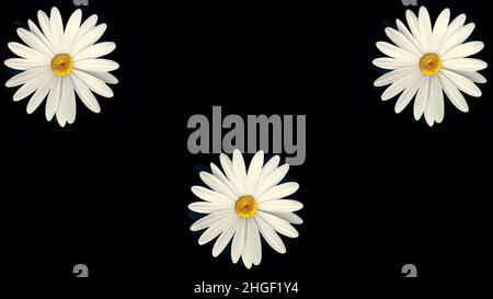 Motif floral de fleurs de camomille blanches sur fond noir.Animation sans couture d'un graphique de mouvement de fleur coloré avec motif de fond de fleur tex Banque D'Images