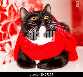 Beau chat bicolore écossais gros plan dans un foulard rouge, l'hiver, les chats à thème, chatons et chats dans la maison, les animaux de compagnie leurs photos et leur vie Banque D'Images