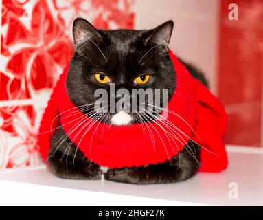 Magnifique chat bicolore écossais gros plan dans un foulard rouge sur fond rouge, hiver, chats à thème, chatons et chats dans la maison, les animaux de compagnie leurs photos et t Banque D'Images