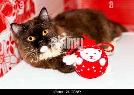 Chocolat british Scottish longhair chaton jouer avec un jouet de Noël, l'hiver est froid, thème chats, chatons et chats dans la maison, les animaux de compagnie leurs photos Banque D'Images