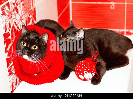 Deux chats écossais britanniques sombres se trouvent avec un jouet rouge de Noël, l'hiver est froid, le thème est les chats, chatons et chats dans la maison, les animaux de compagnie leur pho Banque D'Images