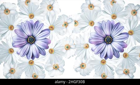 Ensemble de blanc et violet différents boutons de fleurs d'été tournant, isolé sur fond blanc.Chamomiles, fleurs cosmos et violettes tournant Banque D'Images