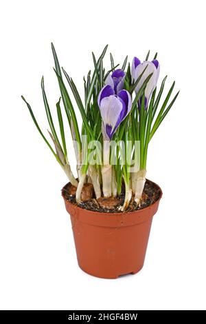 Fleurs de printemps en pot 'Crocus vernus' sur fond blanc Banque D'Images