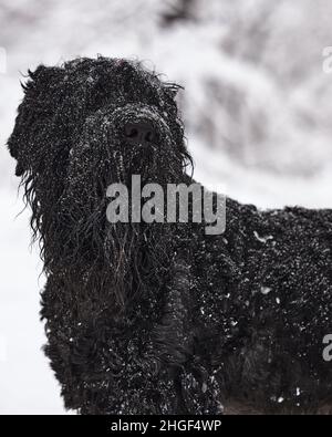 Joyeux chien noir à poil long dans la neige.Le grand chien est heureux de la neige.Un chien noir dans la neige.Terrier noir russe marchant dans un parc enneigé.Quoi Banque D'Images
