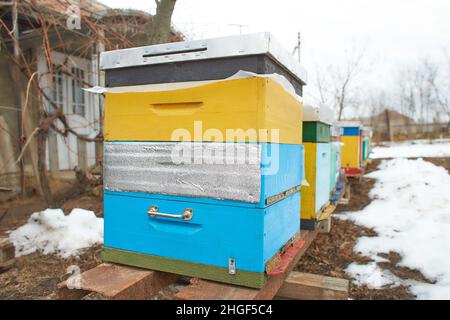 ruches en bois colorées en hiver Banque D'Images