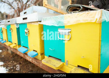 ruches en bois colorées en hiver Banque D'Images