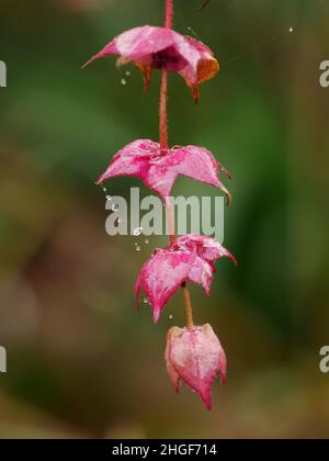 Leycesteria Formosa (himalayan Honeysuckle) bractées de fleurs Banque D'Images