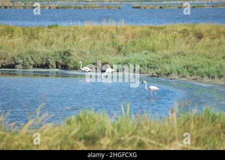 Flamants roses dans le parc du delta du po, Comacchio , Ferrara, Italie.Observation des oiseaux en Italie Banque D'Images