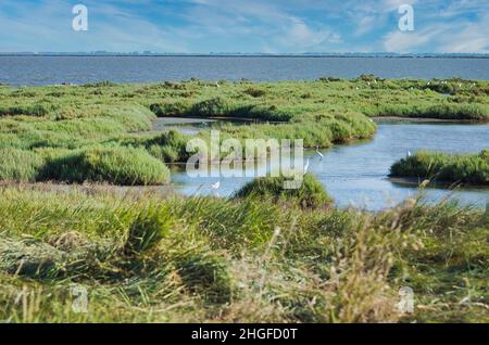 Observation des oiseaux sur la réserve naturelle des vallées de Comacchio (UNESCO) Banque D'Images