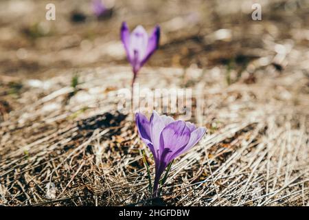 Fleurs violettes, crocodiles sur l'herbe jaune, un printemps Banque D'Images