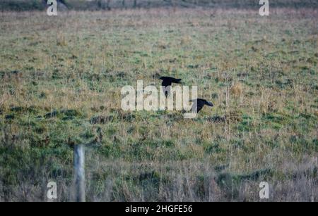 Deux corbeaux communs (Corvus Corax) en vol au-dessus de la prairie de Chalkland Banque D'Images