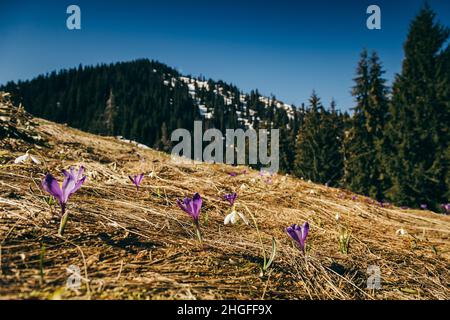 Fleurs violettes, crocus et gouttes de neige sur l'herbe jaune, printemps Banque D'Images