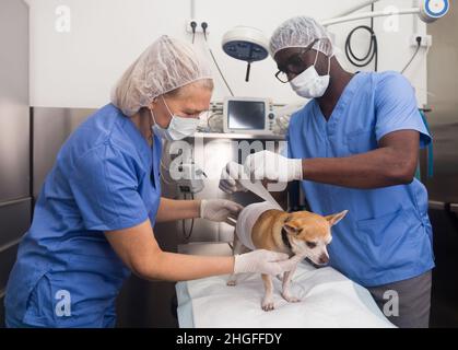 Les vétérinaires examinent un chien dans une clinique vétérinaire Banque D'Images