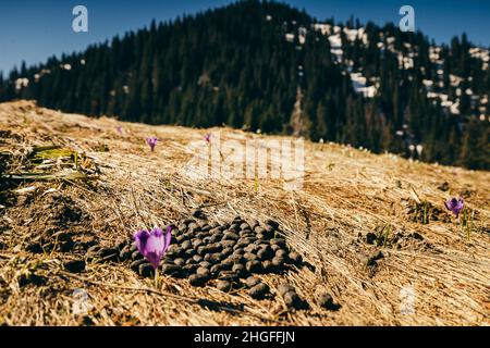 Fleurs violettes, crocus et gouttes de neige sur l'herbe jaune, printemps Banque D'Images