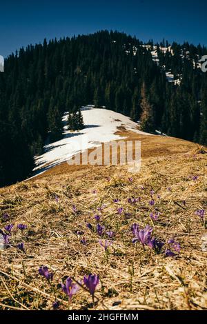 Fleurs, crocus et gouttes de neige sur l'herbe jaune, printemps, dégeler Banque D'Images