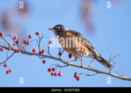 Robin d'Amérique beatuiquiful (Turdus migratorius) perchée sur une branche d'arbre en mangeant des baies rouges en hiver Banque D'Images