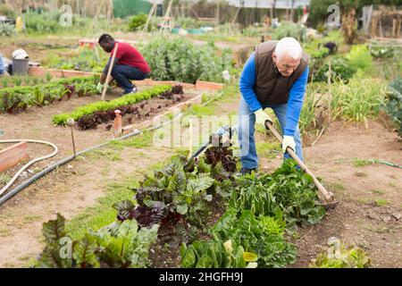 Homme âgé qui hisser du sol sur des rangées de légumes Banque D'Images