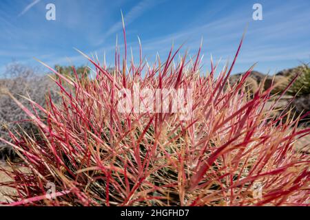 Des épines aiguisées au sommet d'un cactus Barrel de Californie dans le parc national de Joshua Tree Banque D'Images