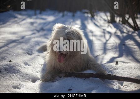 Chien sur une promenade.L'animal joue avec un bâton.Promenade d'hiver de la bête.Chien blanc de Shaggy.Divertissement dans la rue. Banque D'Images