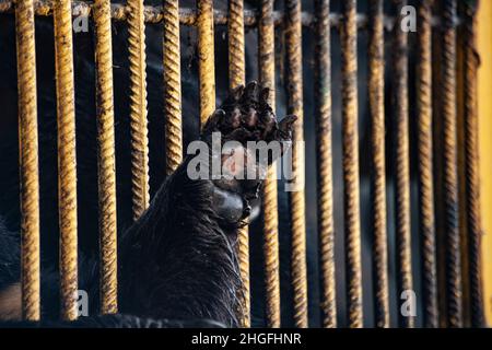 L'ours a coincé sa patte à travers les barres de la cage.Animal sauvage en captivité.L'ours est enfermé dans une volière.Garder les animaux dangereux pour les personnes Banque D'Images