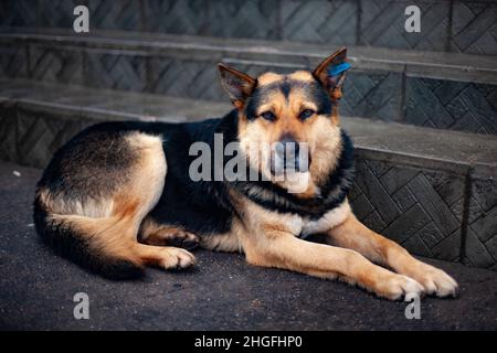 Un chien errant dans la rue.L'animal a été jeté par les gens.Chien sans abri stérilisé.Le chien repose sur l'asphalte. Banque D'Images