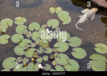 Nénuphars dans l'étang.Le poisson nage parmi les plantes dans l'eau.Belle vue sur le dessus de l'étang.Habitat de l'esturgeon et de la perche ornementales.Congé de lotus vert Banque D'Images