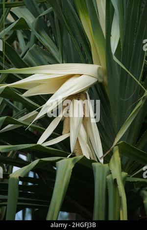 Fleur de Screwpine parfumée (Pandanus fascicularis, Pandanus odoriger, Pandanus tectorius) avec fond naturel. Banque D'Images