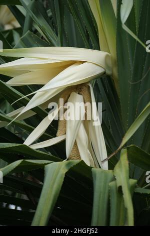 Fleur de Screwpine parfumée (Pandanus fascicularis, Pandanus odoriger, Pandanus tectorius) avec fond naturel. Banque D'Images