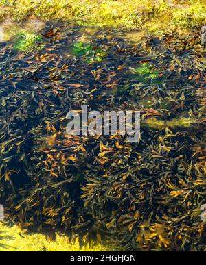 Eau de mer aux couleurs vives, chauffée par le soleil de l'après-midi en milieu d'été, flottant dans de l'eau de mer chaude et toujours de l'Atlantique, recueillie là pendant la marée haute. Banque D'Images