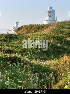 Un après-midi ensoleillé et d'été dans le nord de Cornwal, montrant le sommet du phare, derrière les falaises, sur l'herbe verte avec beaucoup de fleurs sauvages et de pâquerettes. Banque D'Images