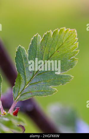 Feuille de Sorbus arranensis Banque D'Images