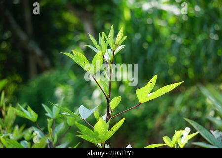 Fleur de rosella (également appelée roselle) avec un fond naturel. Utilisation comme boisson à base de plantes et médecine à base de plantes Banque D'Images