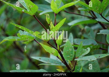 Fleur de rosella (également appelée roselle) avec un fond naturel. Utilisation comme boisson à base de plantes et médecine à base de plantes Banque D'Images