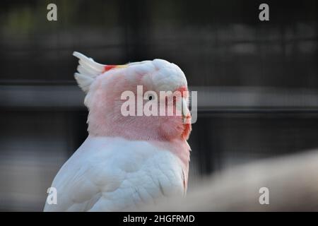 Galah - oiseau Banque D'Images