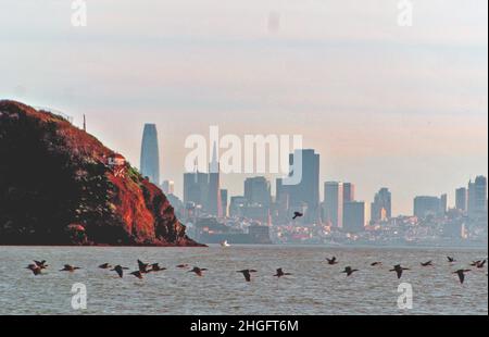 les cormorans migrateurs descendent dans la baie de san francisco, en californie, pour pêcher le hareng pendant la saison de pêche du hareng 2022 Banque D'Images