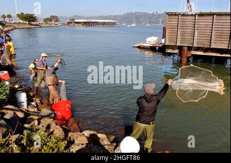 Les pêcheurs de hareng locaux jettent des filets durant la baie de san francisco 2022 le hareng se jette à Sausalito, en californie, aux états-unis Banque D'Images