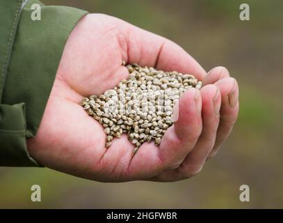 18 janvier 2022, Brandebourg, Wittstock/Dosse/OT Zempow: L'agriculteur Wilhelm Schäkel détient les grains de plantes de chanvre pour l'alimentation des oiseaux au BioRanch.Les feuilles enveloppantes du grain ont les trichomes, qui contiennent à leur tour les cannabinoïdes.Schäkel est l'un des 15 agriculteurs du district d'Ostprignitz-Ruppin de Brandebourg et de l'État voisin de Mecklembourg-Poméranie occidentale qui sont légalement impliqués dans la culture du chanvre commercial.(À dpa 'domaine d'activité intéressant pour les agriculteurs: Culture du chanvre commercial') photo: Soeren Stache/dpa-Zentralbild/dpa Banque D'Images