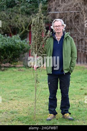 18 janvier 2022, Brandenburg, Wittstock/Dosse/OT Zempow: L'agriculteur Wilhelm Schäkel se trouve sur le Bio Ranch, qui contient une plante de chanvre séchée de la variété Futura.Schäkel est l'un des 15 agriculteurs du district d'Ostprignitz-Ruppin de Brandebourg et de l'État voisin de Mecklembourg-Poméranie occidentale qui sont légalement impliqués dans la culture du chanvre commercial.(À dpa 'domaine d'activité intéressant pour les agriculteurs: Culture du chanvre commercial') photo: Soeren Stache/dpa-Zentralbild/dpa Banque D'Images