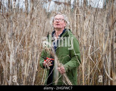 18 janvier 2022, Brandenburg, Wittstock/Dosse/OT Zempow: L'agriculteur Wilhelm Schäkel coupe le chanvre commercial dans un champ au Bio Ranch et lie les plantes dans un paquet.Le chanvre est particulièrement adapté au matériau d'isolation.Schäkel est l'un des 15 agriculteurs du district d'Ostprignitz-Ruppin de Brandebourg et de l'État voisin de Mecklembourg-Poméranie occidentale qui sont légalement impliqués dans la culture du chanvre commercial.(À dpa 'domaine d'activité intéressant pour les agriculteurs: Culture du chanvre commercial') photo: Soeren Stache/dpa-Zentralbild/dpa Banque D'Images