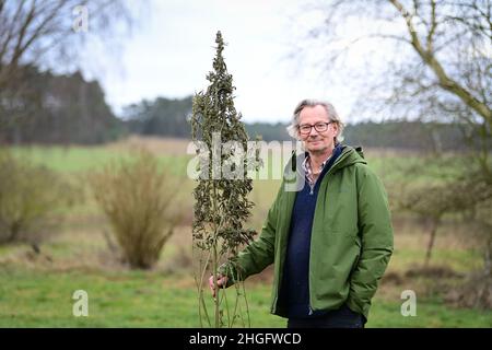 18 janvier 2022, Brandenburg, Wittstock/Dosse/OT Zempow: L'agriculteur Wilhelm Schäkel se trouve sur le Bio Ranch, qui contient une plante de chanvre séchée de la variété Futura.Schäkel est l'un des 15 agriculteurs du district d'Ostprignitz-Ruppin de Brandebourg et de l'État voisin de Mecklembourg-Poméranie occidentale qui sont légalement impliqués dans la culture du chanvre commercial.(À dpa 'domaine d'activité intéressant pour les agriculteurs: Culture du chanvre commercial') photo: Soeren Stache/dpa-Zentralbild/dpa Banque D'Images