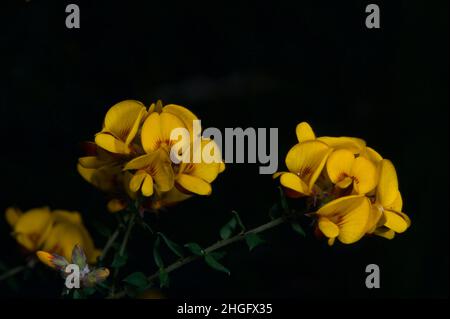 Plus d'oeufs et de bacon (Aotus Ericoides) pour le petit déjeuner.Ces jolies fleurs se lève tôt chaque printemps.Hochkins Ridge Flora Reserve à Croydon North. Banque D'Images