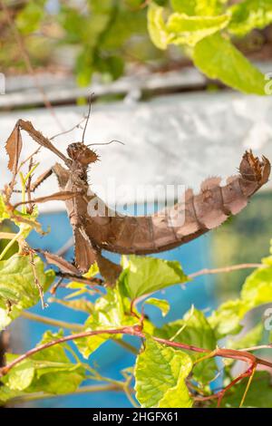 Un insecte géant pickly Stick manger des feuilles Banque D'Images