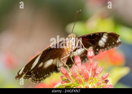 Papillon laqué aux yeux orange prêt à décoller Banque D'Images