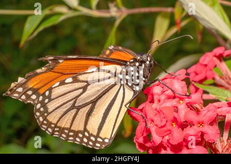 Papillon de monarque ailé cassé buvant le nectar Banque D'Images