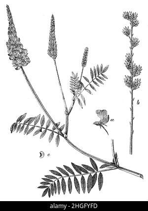 Saint-foin commun, Onobrychis viciifolia Syn Onobrychis sativa, (livre technique, 1889), Esparsette, Futter- a einzelne Blüte, b Stengel mit Früchten, c idem, ainfoin cultivé Banque D'Images