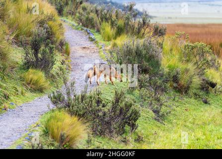 Renard andin (Lycalopex culpaeus) sur un sentier de randonnée autour de la lagune de Limpiopungo, parc national du volcan Cotopaxi, Quito, Equateur. Banque D'Images