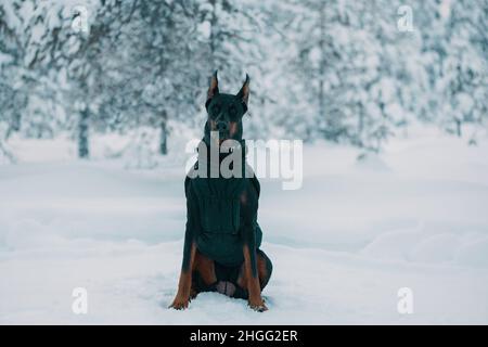 Le chien Doberman est assis dans la neige dans une forêt d'hiver. Banque D'Images