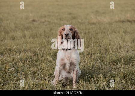 Un chien assis dans l'herbe en milieu rural. Banque D'Images