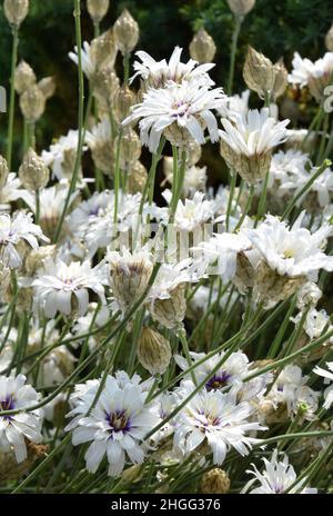 Catananche caerulea Alba, Cupid's dart Banque D'Images