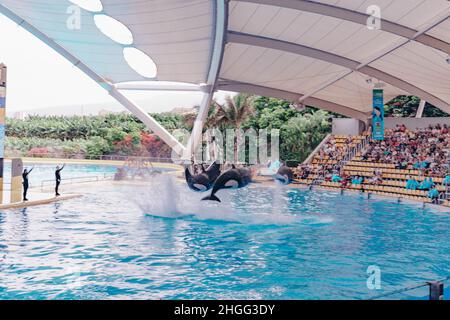 Trois épaulards sortent d'une piscine lors d'un spectacle au Loro Parque, Tenerife Banque D'Images